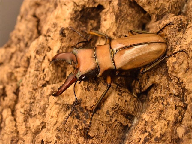 アラガールホソアカクワガタ41mmペア | すべての商品 | 極