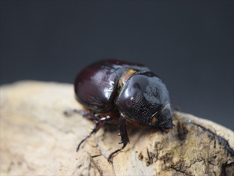 【幼虫単品】スリナムミツノカブト(初令)【ホワイトアイ血統】