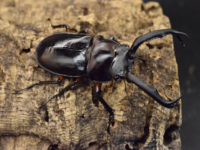 新成虫】ディディエールシカクワガタ69mmペア | すべての商品 | 極