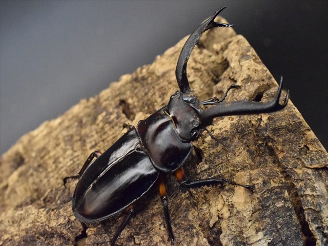 ディディエールシカクワガタ WDF2 ♂64mm ♀39mm キャメロンハイランド産 ディディエールシカクワガタ（ゲンティンハイランド産 ）☆♂68,♀39