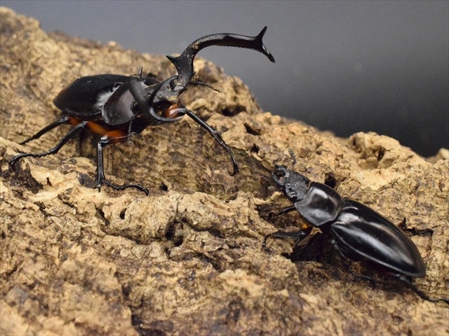 ※特大・良型　ディディエ−ルシカクワガタ♂野外標本 特大・良型 ディディエ−ルシカクワガタ♂野外標本 2025年最新