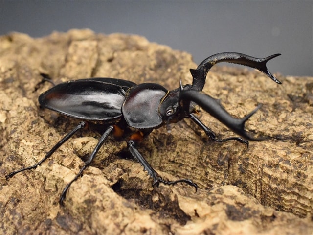 ディディエールシカクワガタ WDF2 ♂64mm ♀39mm キャメロンハイランド産 ディディエールシカクワガタ（ゲンティンハイランド産 ）☆♂68,♀39