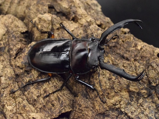 新成虫】ディディエールシカクワガタ69mmペア | すべての商品 | 極