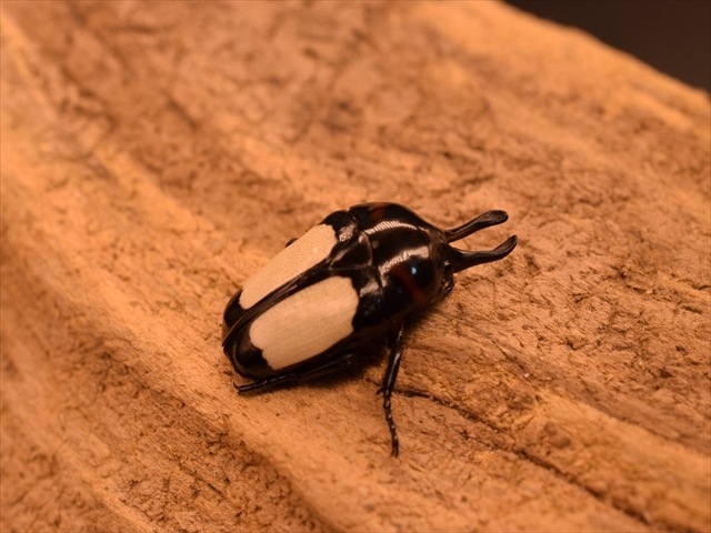 新成虫】キモンホソツノカナブンペア | カナブン、コガネムシ