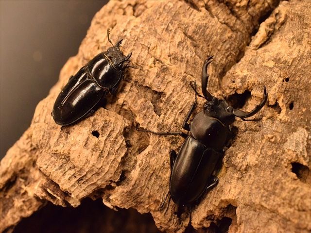 タイワンシカクワガタ38mmペア | すべての商品 | 極