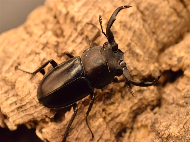 タイワンシカクワガタ38mmペア | すべての商品 | 極