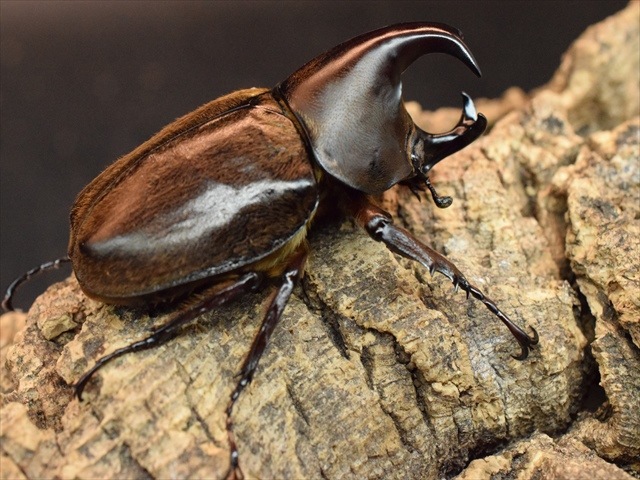 ヒメゾウカブト 標本セット 飼育品 N <1005z昆虫・標本・カブトムシ