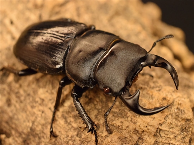 新種　極美　カタゾウムシ 新種 極美 カタゾウムシ 2025,3/10新着WILD Limited Luxury