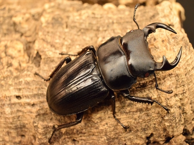 レッドアイ血統】国産オオクワガタ（能勢産）44mmペア【新成虫