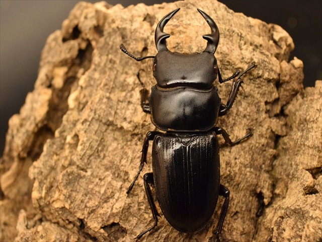 レッドアイ血統】国産オオクワガタ（能勢産）44mmペア【新成虫