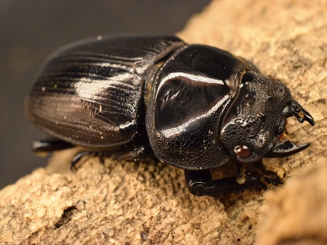 レッドアイ血統】国産オオクワガタ（能勢産）44mmペア【新成虫