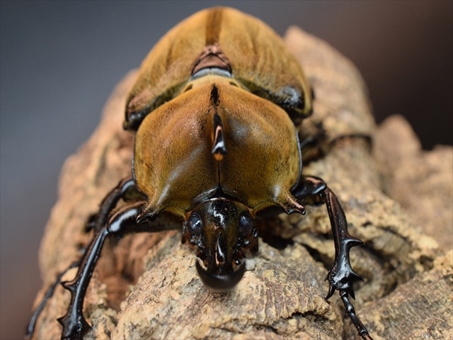 希少】ギアスルンバッシャー90mmペア【新成虫】 | 外国産