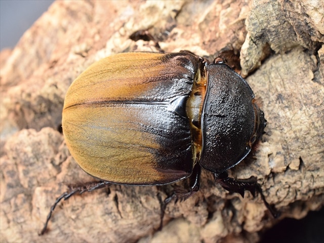 ギアスルンバ標本 476-300x225.jpg