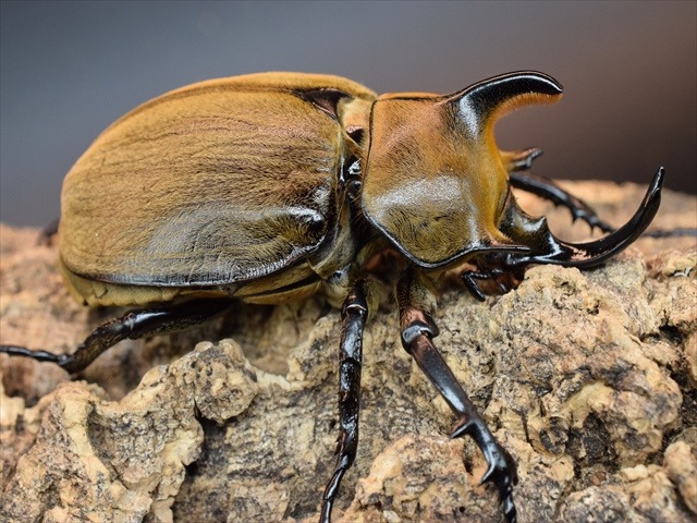 カブトムシ 希少】ギアスルンバッシャー90mmペア【新成虫】 | 外国産
