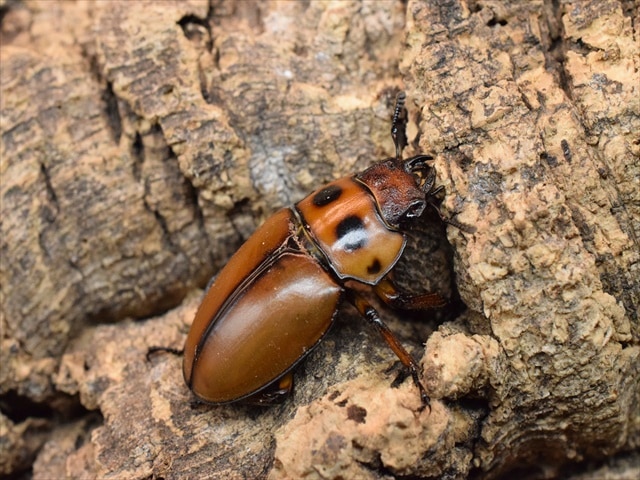 メンガタクワガタ　超特大　　51mm メンガタクワガタ超特大51mm