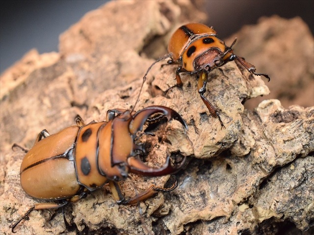 新成虫】グラディアトールメンガタクワガタ51mmペア | 外国産