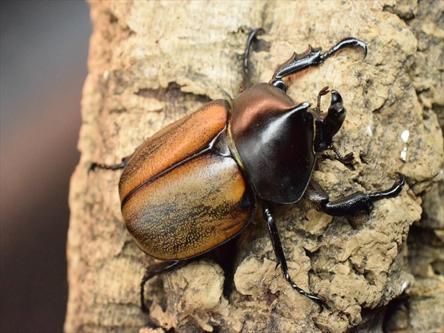 【即ブリ可】フンボルトヒナカブト52ｍｍペア