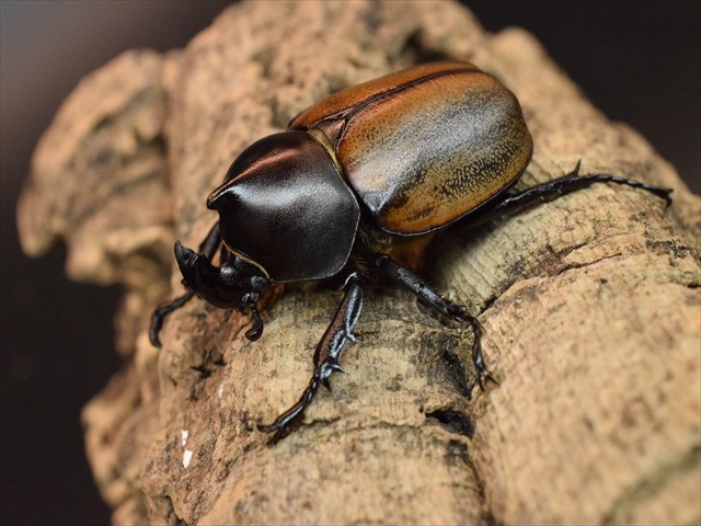 【即ブリ可】フンボルトヒナカブト52ｍｍペア