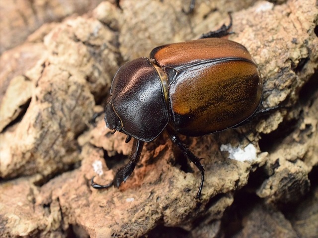 【即ブリ可】フンボルトヒナカブト52ｍｍペア