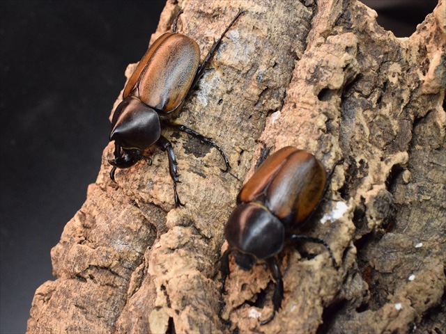 【即ブリ可】フンボルトヒナカブト52ｍｍペア