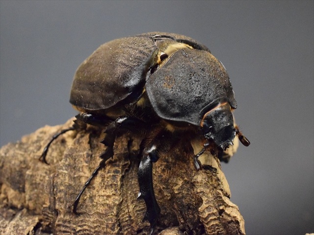 【巨大・野外個体！】アクティオンゾウカブト 標本 外国産 カブトムシ ゾウカブト ♀単品】アクティオンゾウカブト（アクタエオンゾウカブト）【新成虫