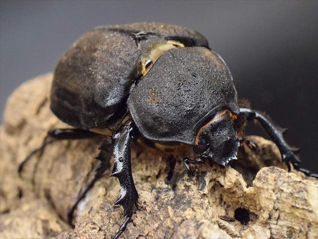 アクティオンゾウカブト標本♂♀ 標本 特大アクティオン(レックス)ゾウカブト125mm up