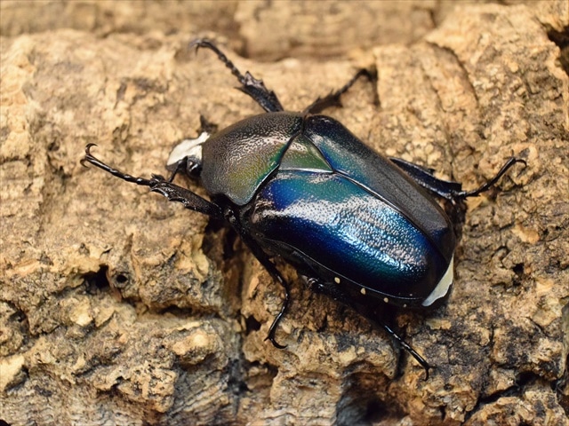 【大型新成虫】シロヘリミドリツノカナブンペア