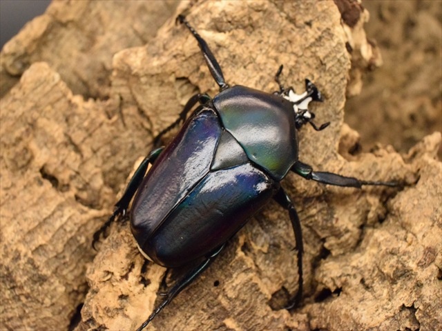 【大型新成虫】シロヘリミドリツノカナブンペア