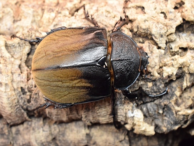 大型】ギアスルンバッシャー93mmペア【新成虫】 | 外国産カブトムシ