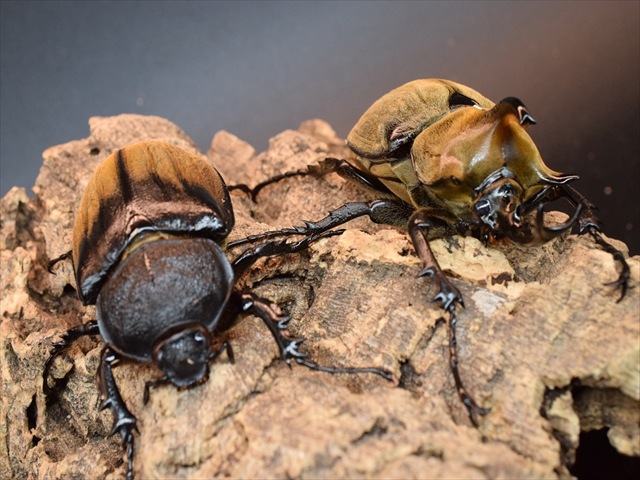 ギアスギアスゾウカブト(旧ルンバッシャー)♂1♀2