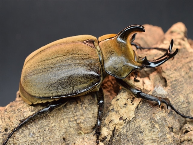 大型】ギアスルンバッシャー93mmペア【新成虫】 | 外国産カブトムシ