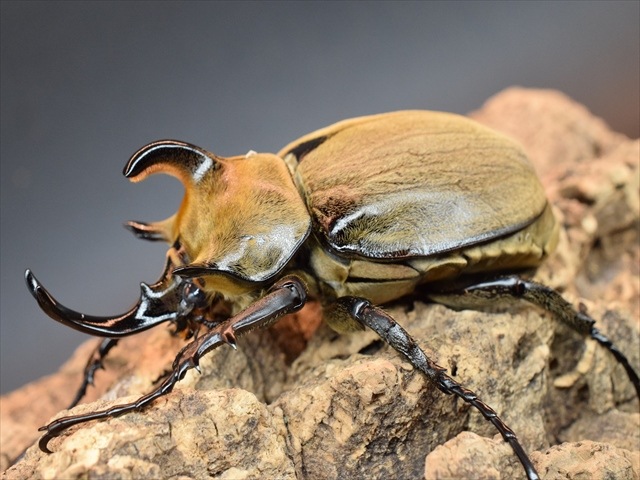 ゾウm アルマ　亀甲アフリカ　パキプス咆哮 ゾウm アルマ 亀甲アフリカ パキプス咆哮