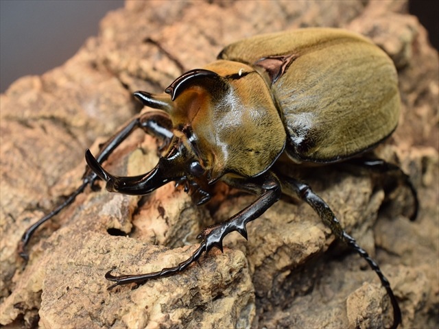 大型】ギアスルンバッシャー93mmペア【新成虫】 | 外国産カブトムシ