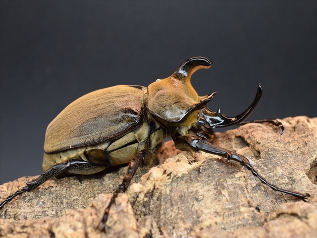 大型】ギアスルンバッシャー93mmペア【新成虫】 | 外国産カブトムシ