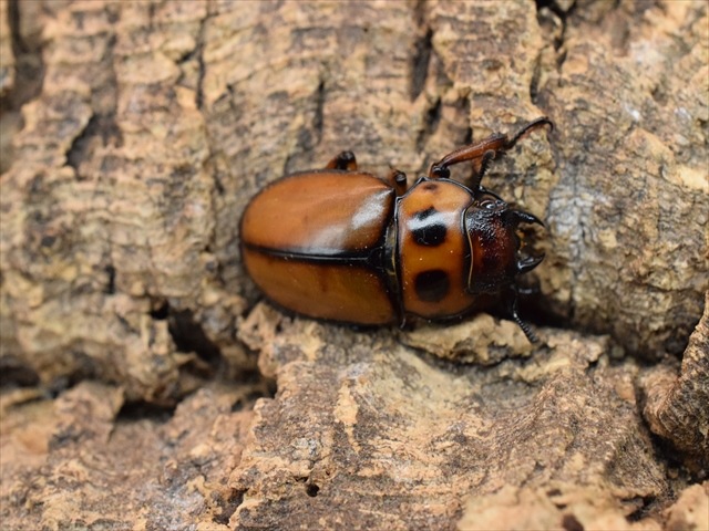 【新成虫】グラディアトールメンガタクワガタ50mmペア