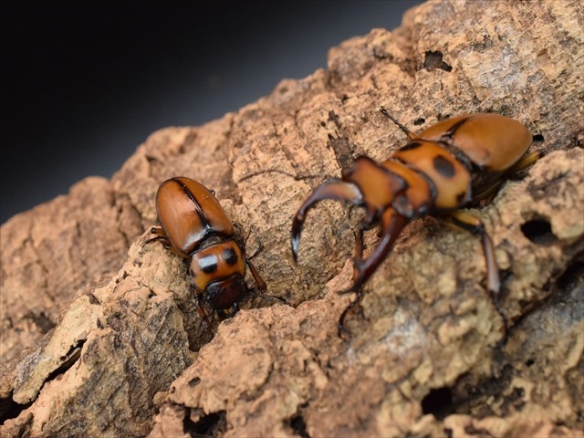 【新成虫】グラディアトールメンガタクワガタ50mmペア