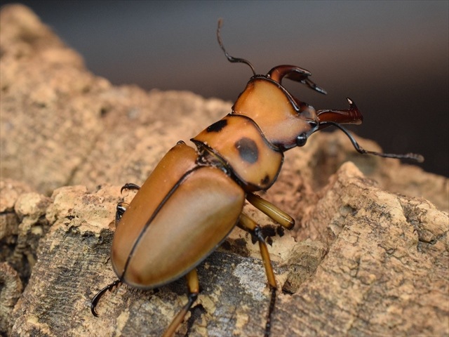 【新成虫】グラディアトールメンガタクワガタ50mmペア