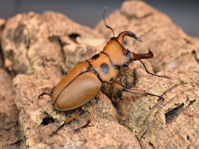 【新成虫】グラディアトールメンガタクワガタ50mmペア