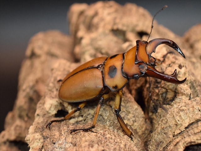 【新成虫】グラディアトールメンガタクワガタ50mmペア