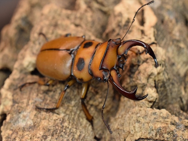 【新成虫】グラディアトールメンガタクワガタ50mmペア