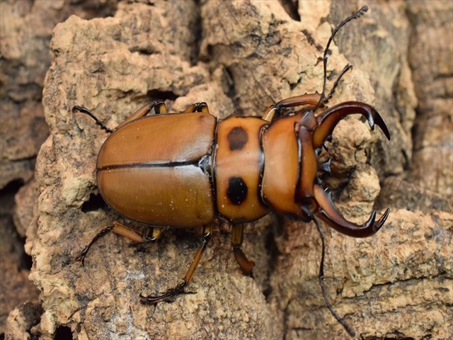 【新成虫】グラディアトールメンガタクワガタ50mmペア