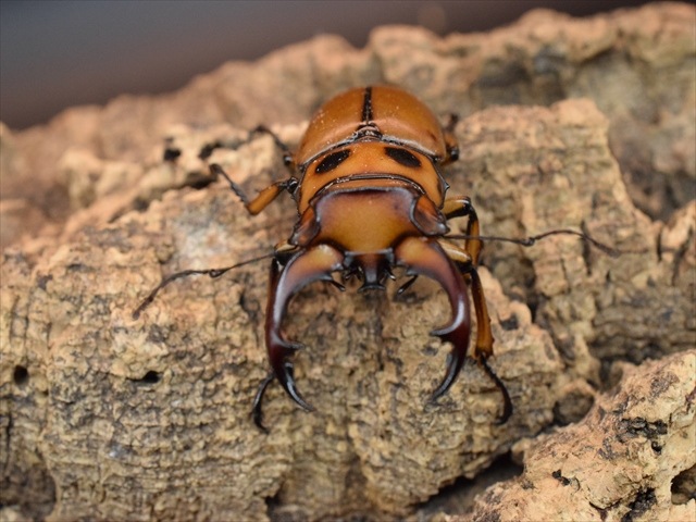 【新成虫】グラディアトールメンガタクワガタ50mmペア