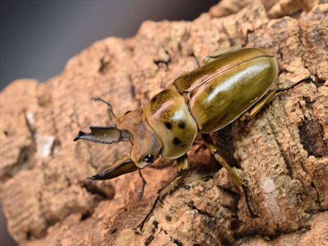 新成虫】ババオウゴンオニクワガタ60mmペア | 外国産クワガタ 成虫