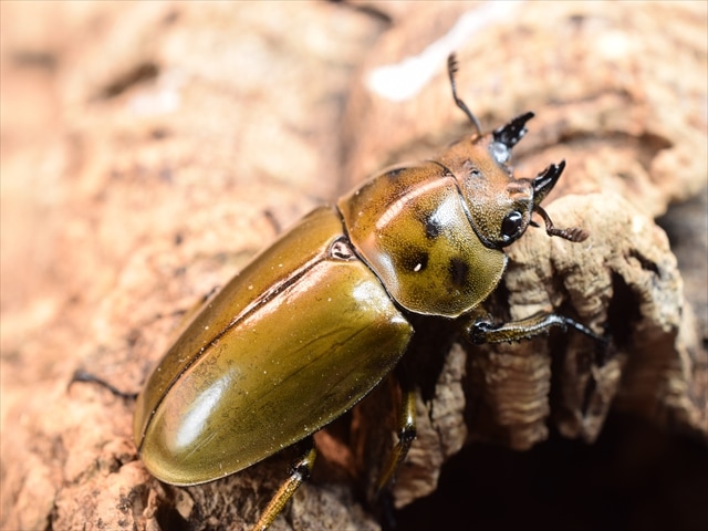 新成虫】ババオウゴンオニクワガタ60mmペア | 外国産クワガタ 成虫