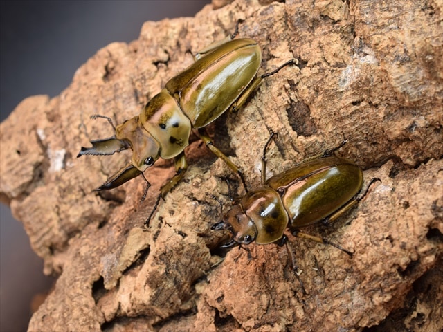 新成虫】ババオウゴンオニクワガタ60mmペア | 外国産クワガタ 成虫