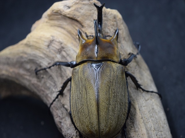 ギアスルンバ標本 大型ペア】ギアスルンバッシャー【新成虫】 | 外国産カブトムシ