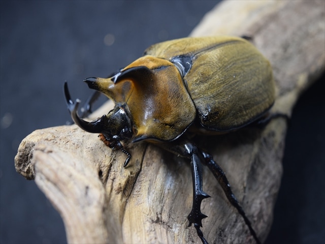 大型ペア】ギアスルンバッシャー【新成虫】 | 外国産カブトムシ 成虫 | 極