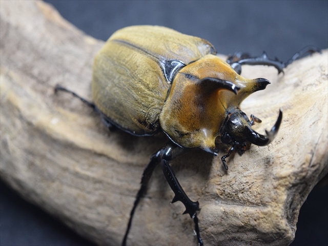 大型ペア】ギアスルンバッシャー【新成虫】 | 外国産カブトムシ 成虫 | 極