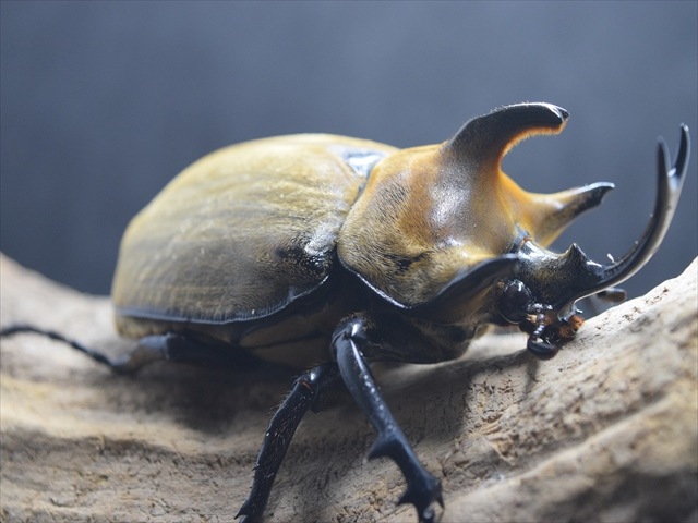 大型ペア】ギアスルンバッシャー【新成虫】 | 外国産カブトムシ