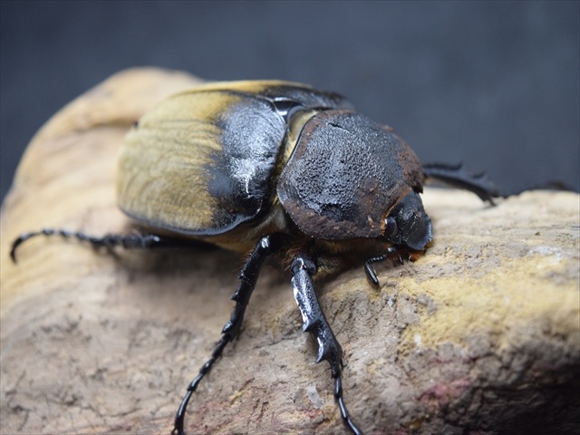 大型ペア】ギアスルンバッシャー【新成虫】 | 外国産カブトムシ